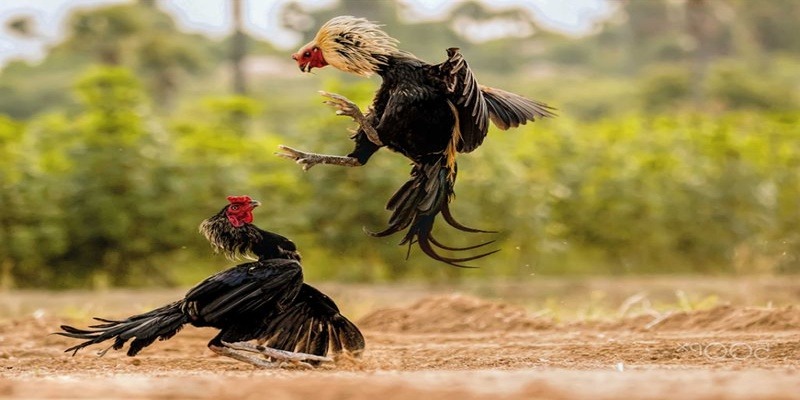 4 kinh nghiệm nên áp dụng khi tham gia chơi đá gà