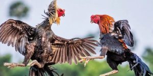 Khái niệm về đá gà nòi là gì?