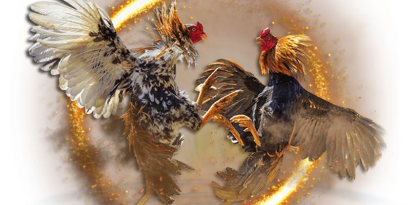 Những quy tắc cơ bản cần nhớ khi tham gia trận đá gà nòi