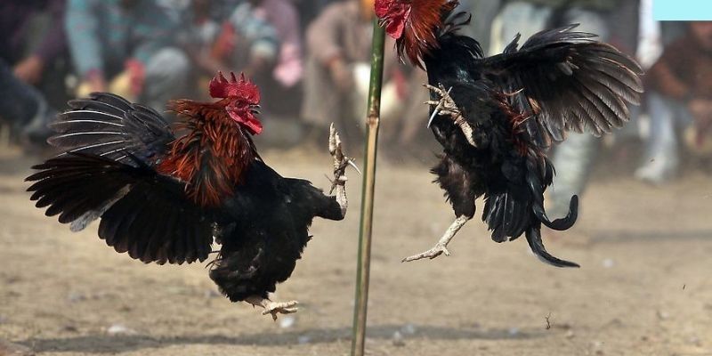 Tổng quan đôi nét về đá gà Mỹ