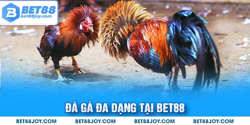 Đá gà đa dạng tại Bet88